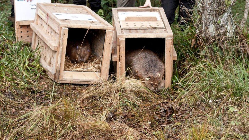 Beavers being released