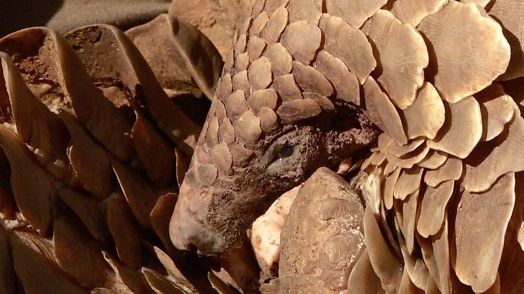 Pangolin