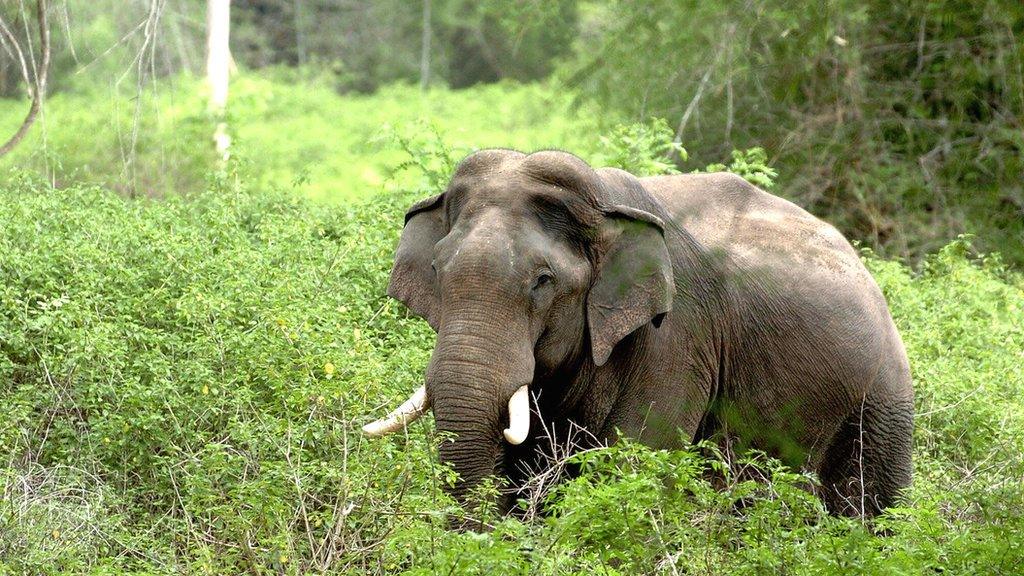 An Asian elephant walks through the undergrowth