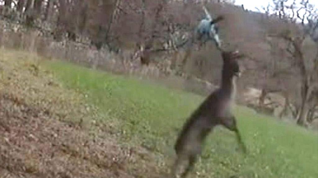 Deer tangled on a rope swing