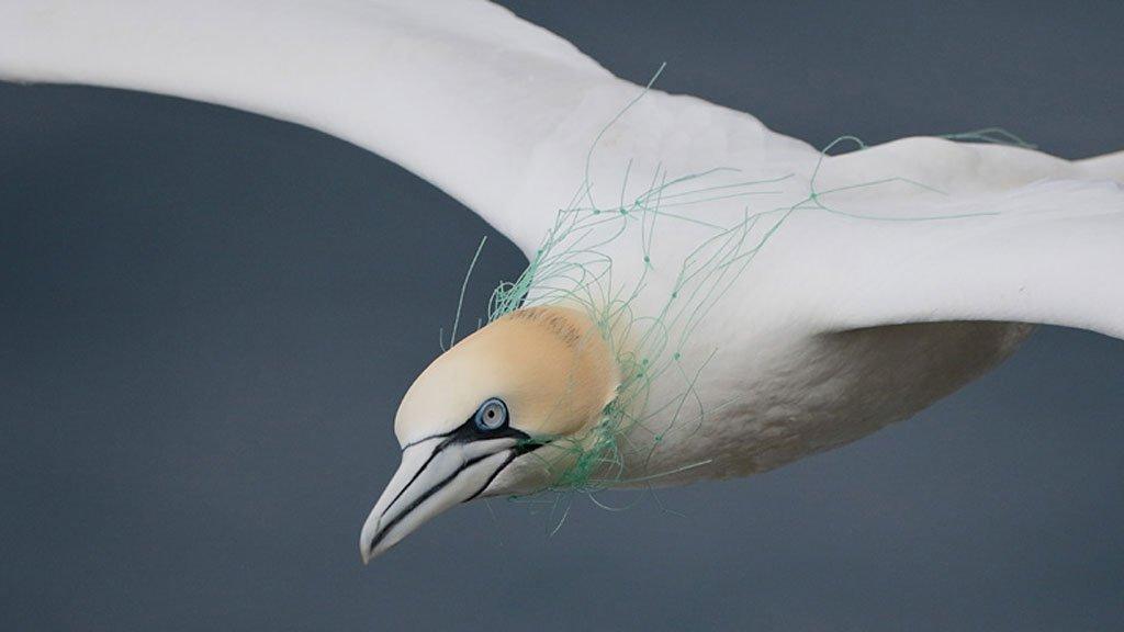 Gannet in Fishing Net