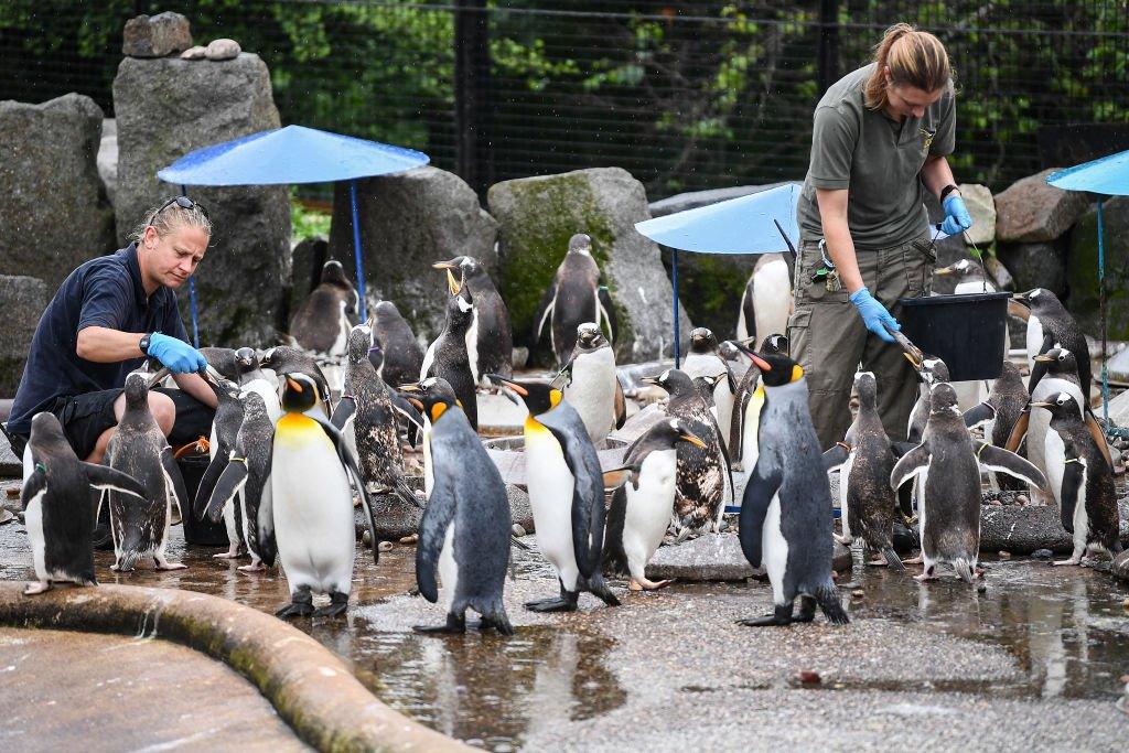 Zoo keepers feeding the penguins