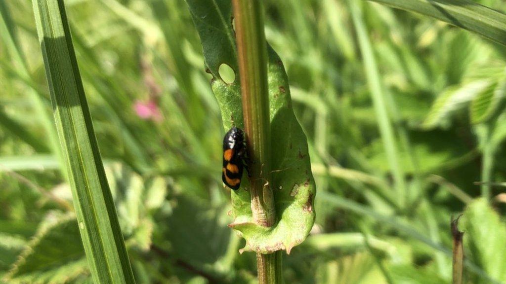 Red-and-black spittlebug at the Sussex Wildlife Trust's Woods Mill Nature Reserve