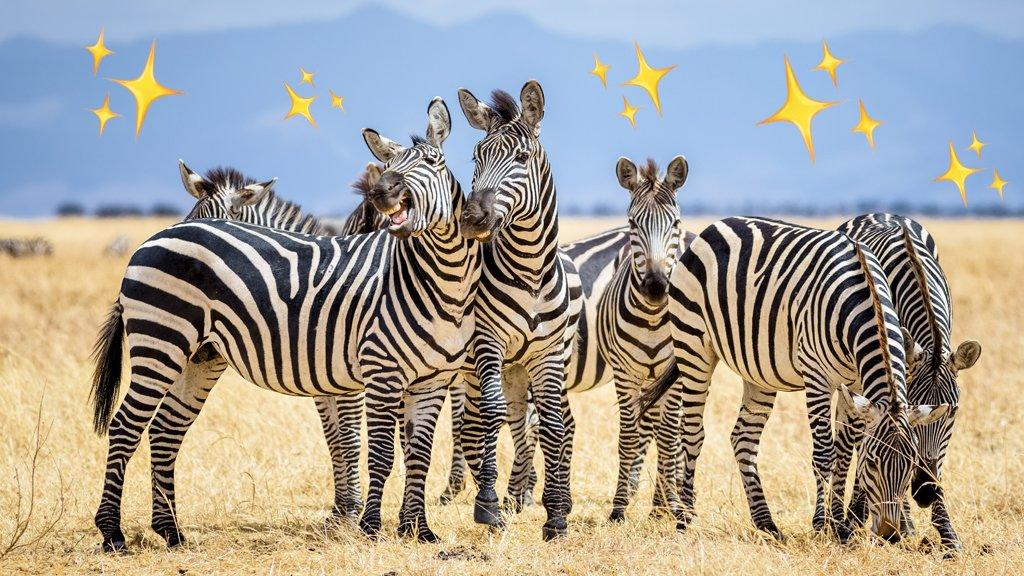 zebras