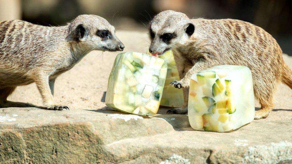 meerkats-eating-ice-lolly