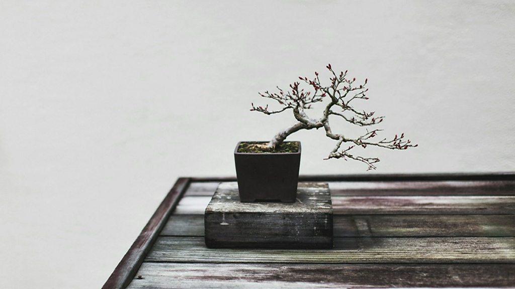 Bonsai