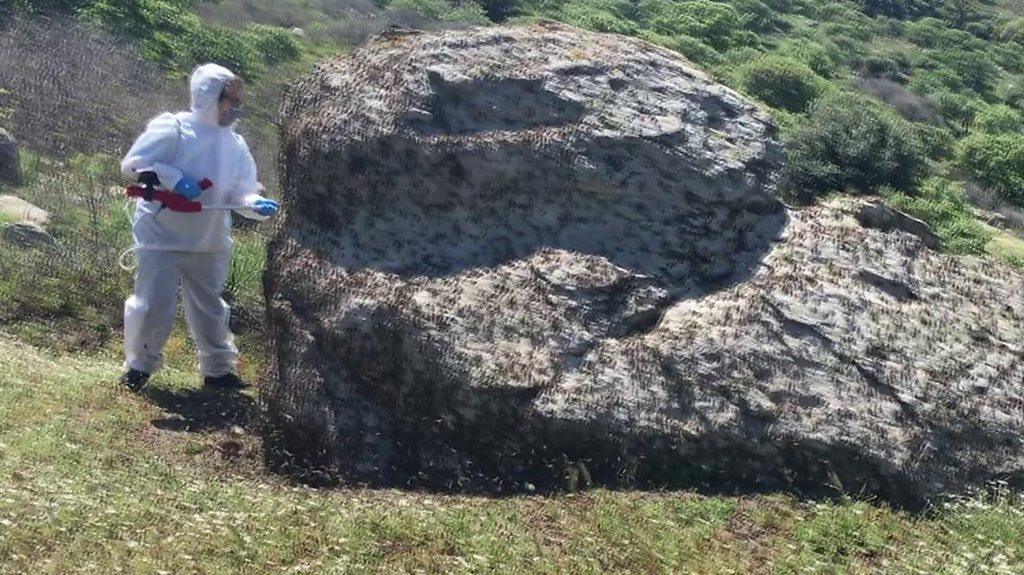 Greek scientist sprays a locust swarm