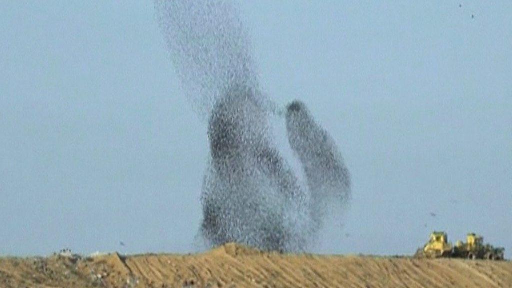 Starlings in the sky