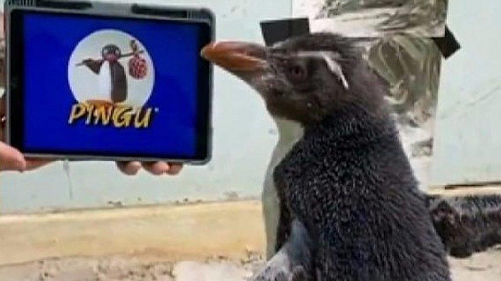 Penguin watching pingu.