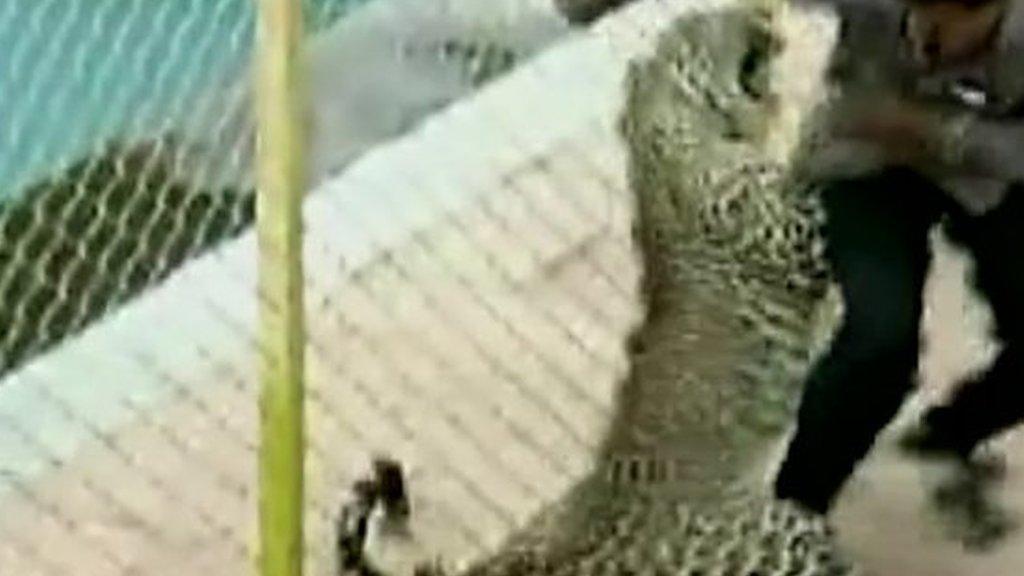 Leopard attacking man in school