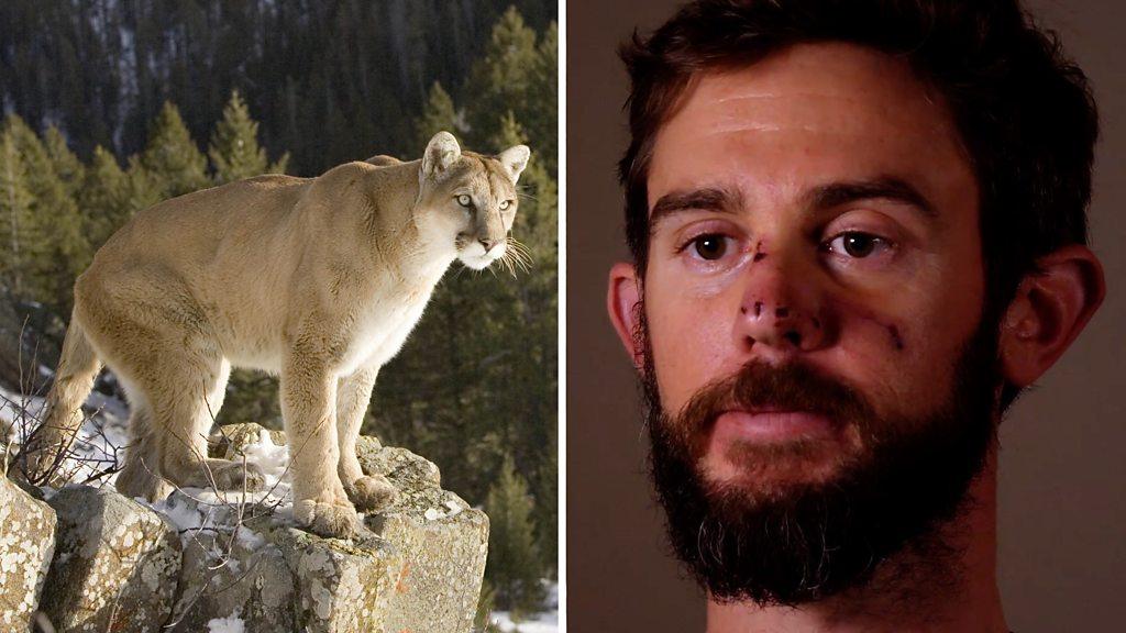 Travis Kauffman and file image of a mountain lion