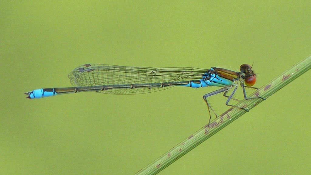 Dragonfly