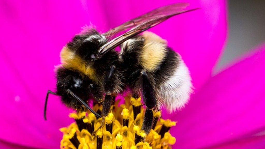 bee on a pink flower