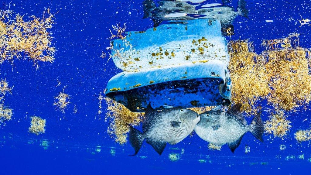 trigger fish in the ocean surrounded by plastic rubbish