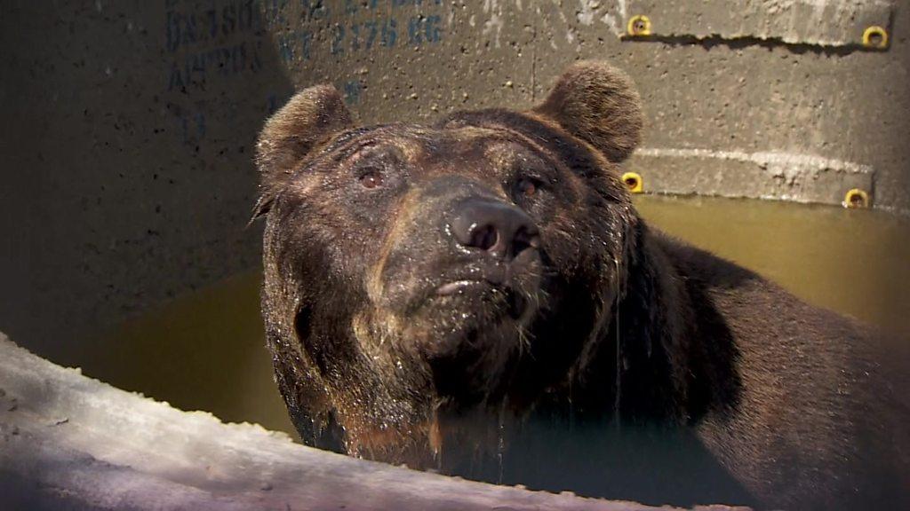 A bear pulls a funny face whilst sat in a trough of water