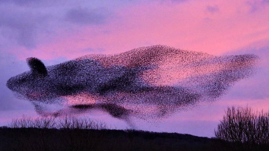 starling murmuration at Leighton Moss