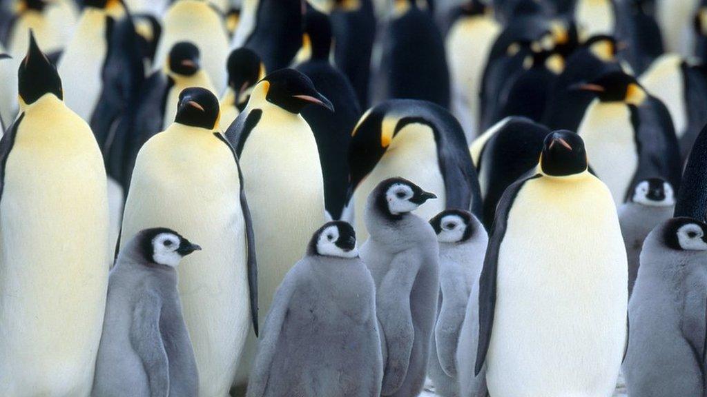 emperor penguins