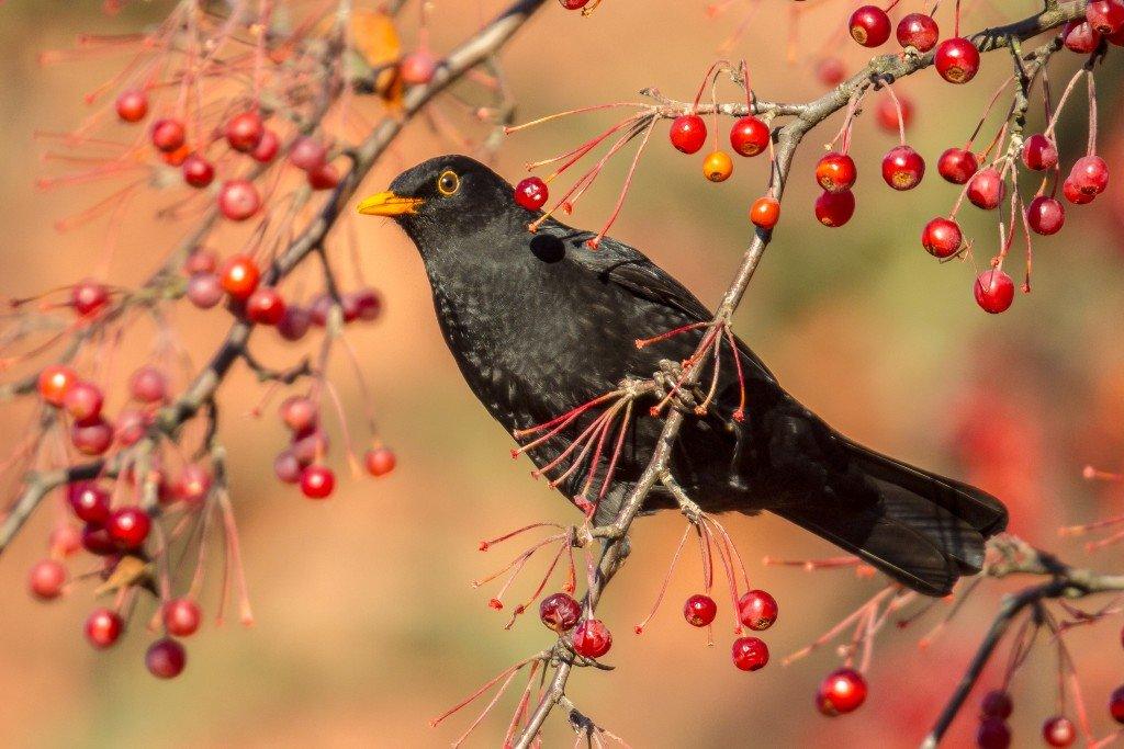 Blackbird singing in the dead of night (night not pictured)