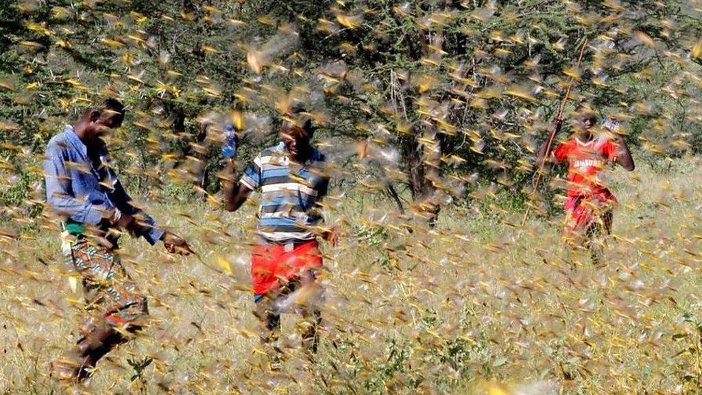 Men fighting a locust swarm