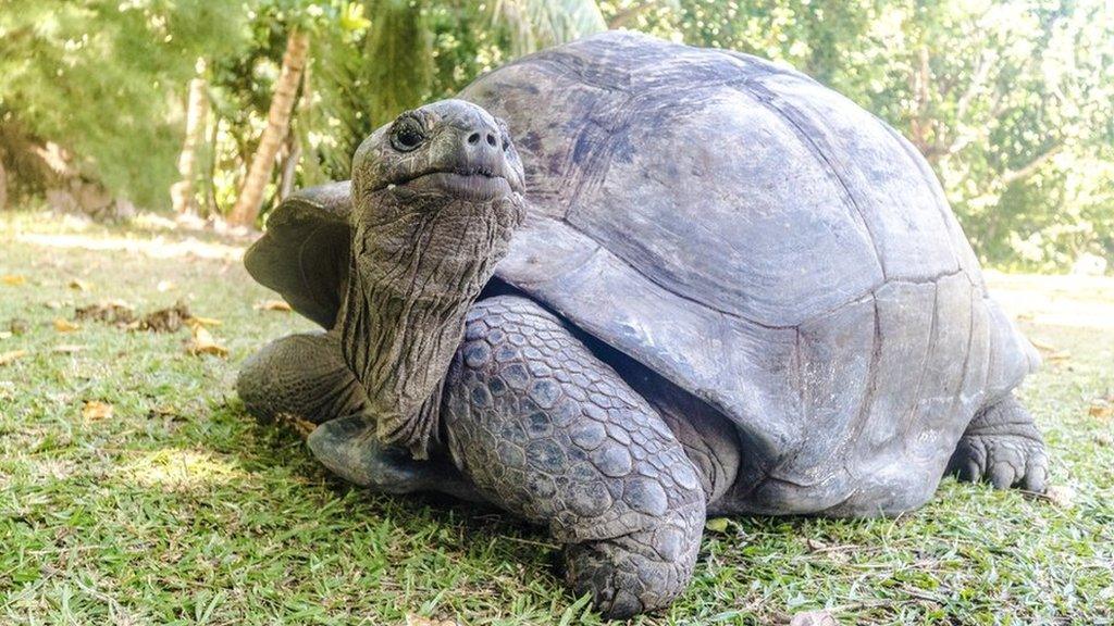 Aldabra giant tortoise