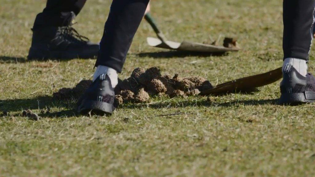 Shovelling animal dung from the pitch