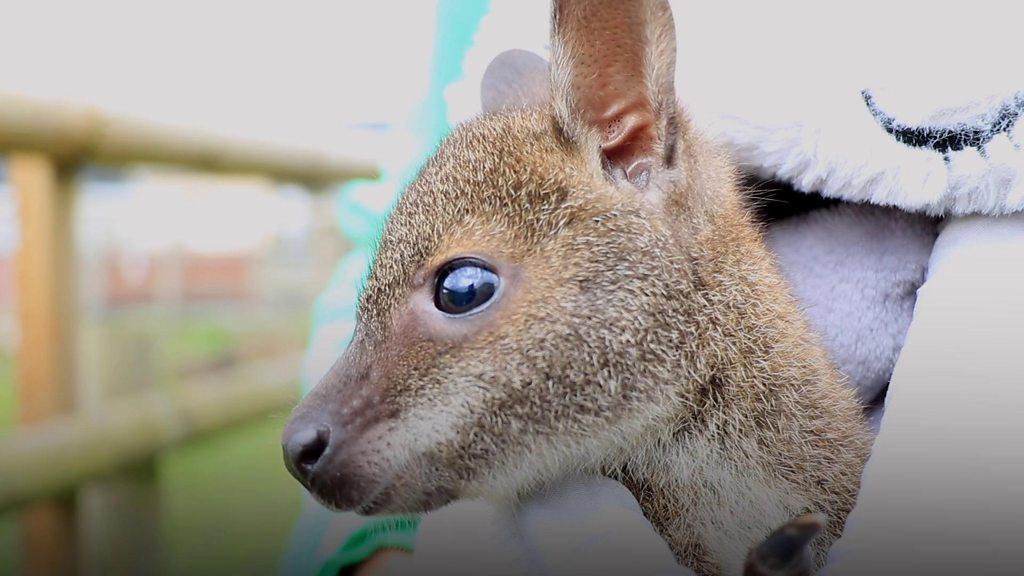 Baby wallaby