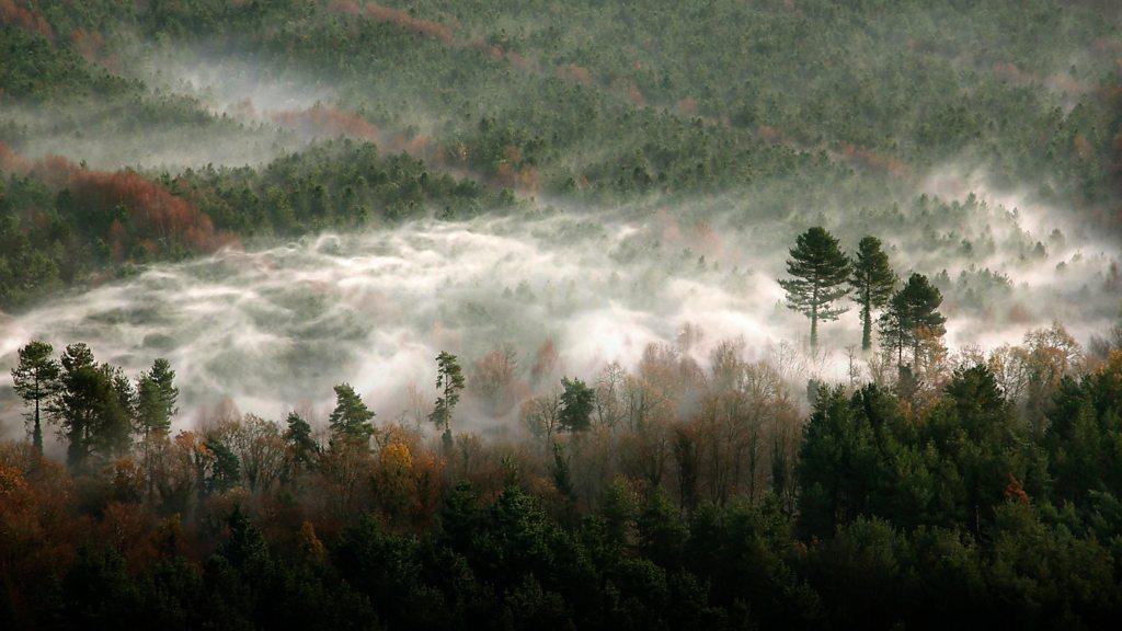 Woodland from the sky