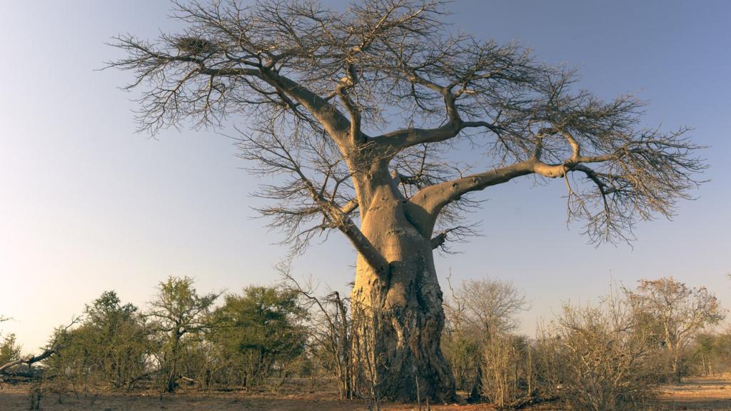 Baobab tree