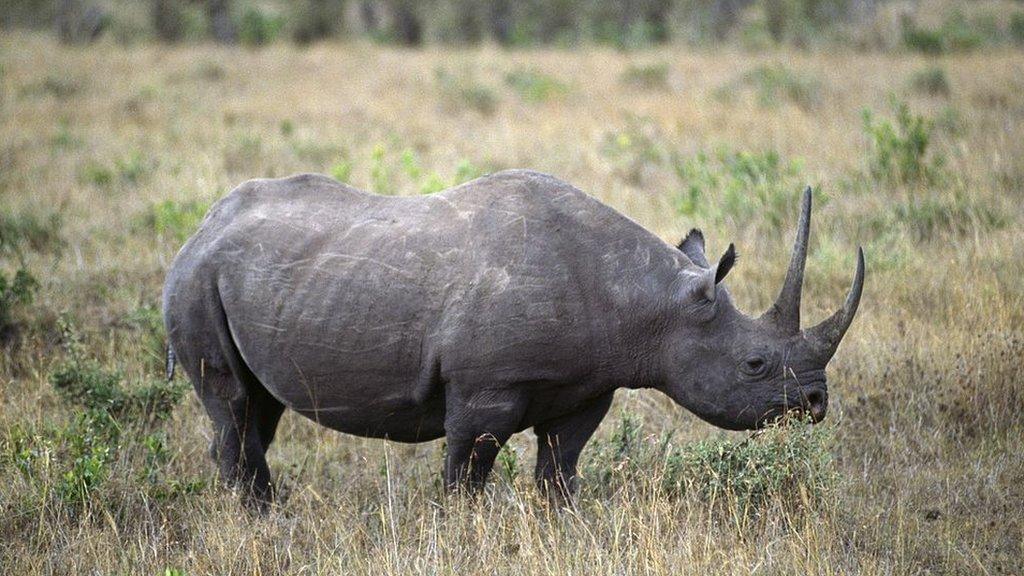 Black rhino