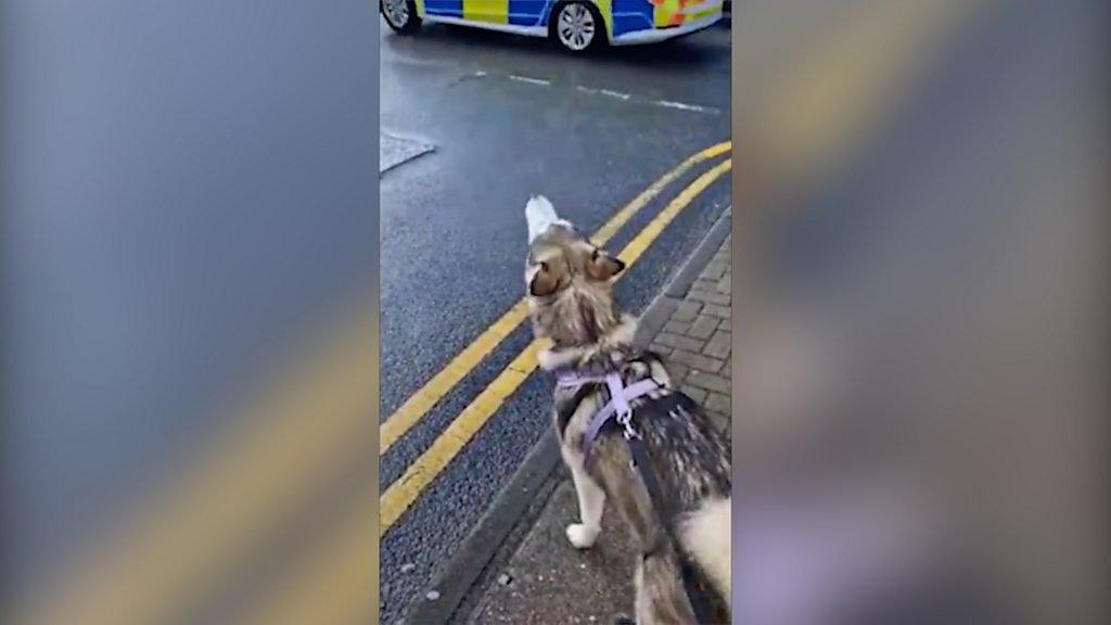 Husky howling at police siren