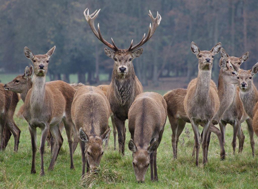 November 2020 - Red Deer Stags