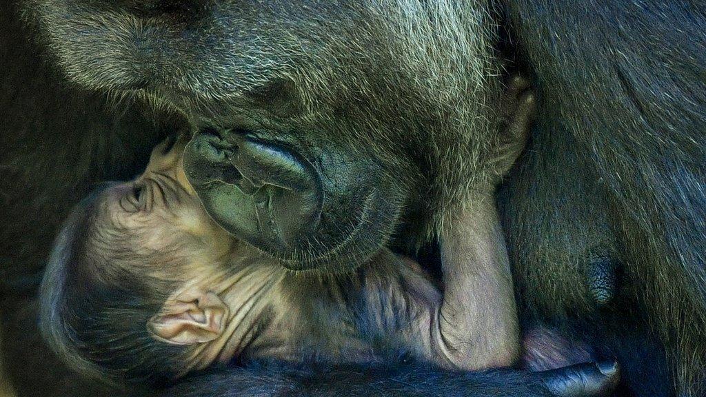 Kala the western lowland gorilla and her baby