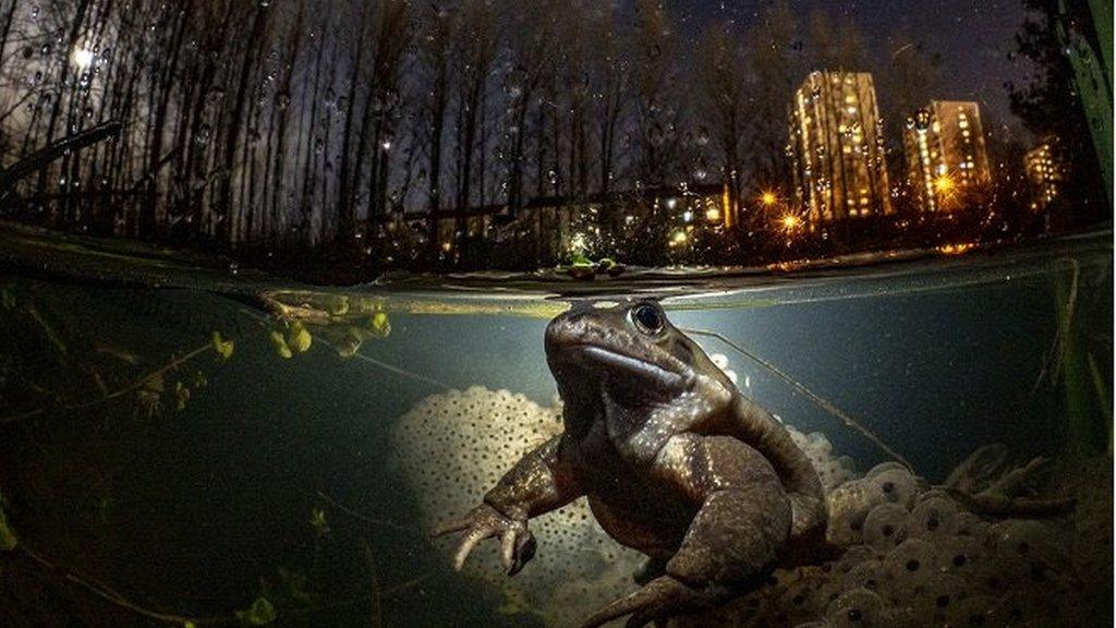 Common Frog in pond