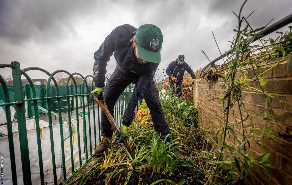 Two men, both wearing green and purple Wimbledon baseball caps, dig in a flowerbed