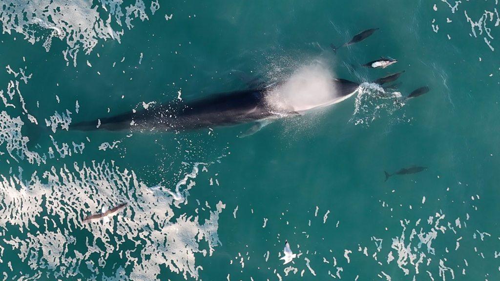 Fin Whale