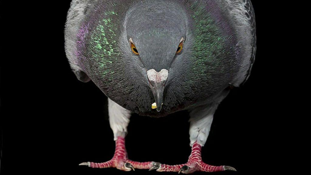 Pigeon