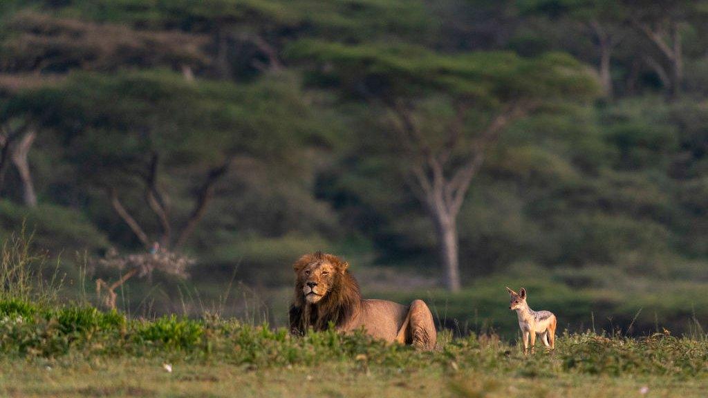 Ndutu Conservation Area, Serengeti, Tanzania.