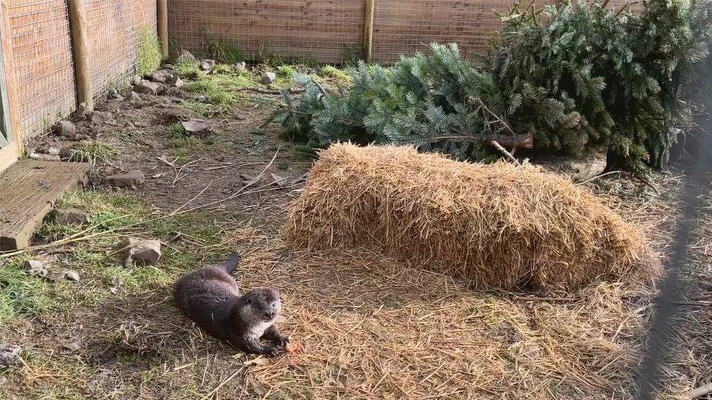 Devon otter charity plans to expand after donation of land - BBC News