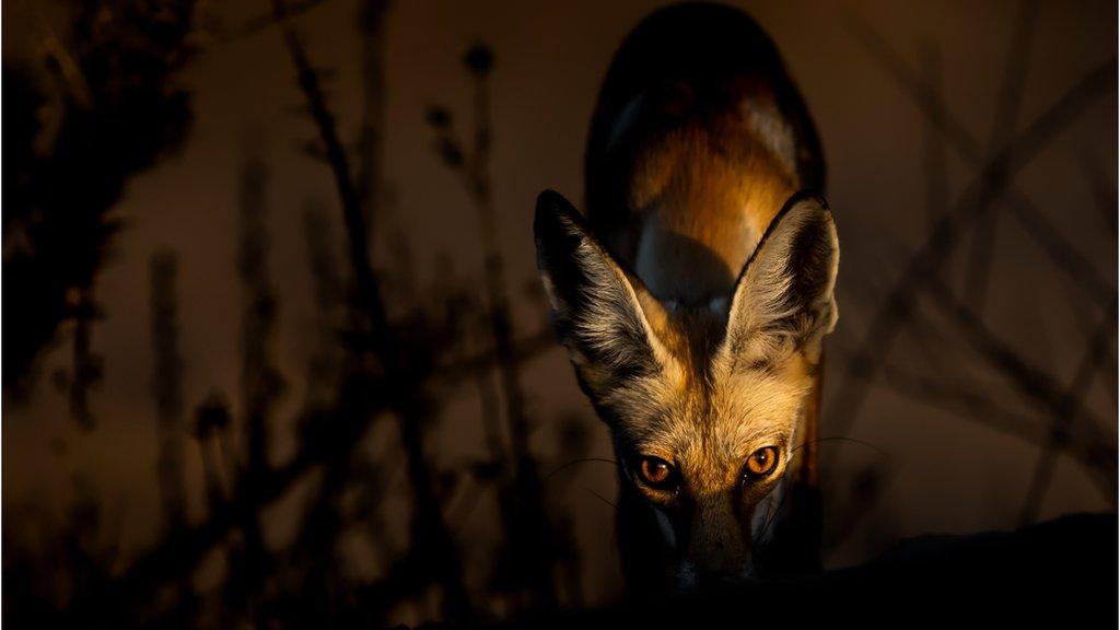 Arabian Red Fox