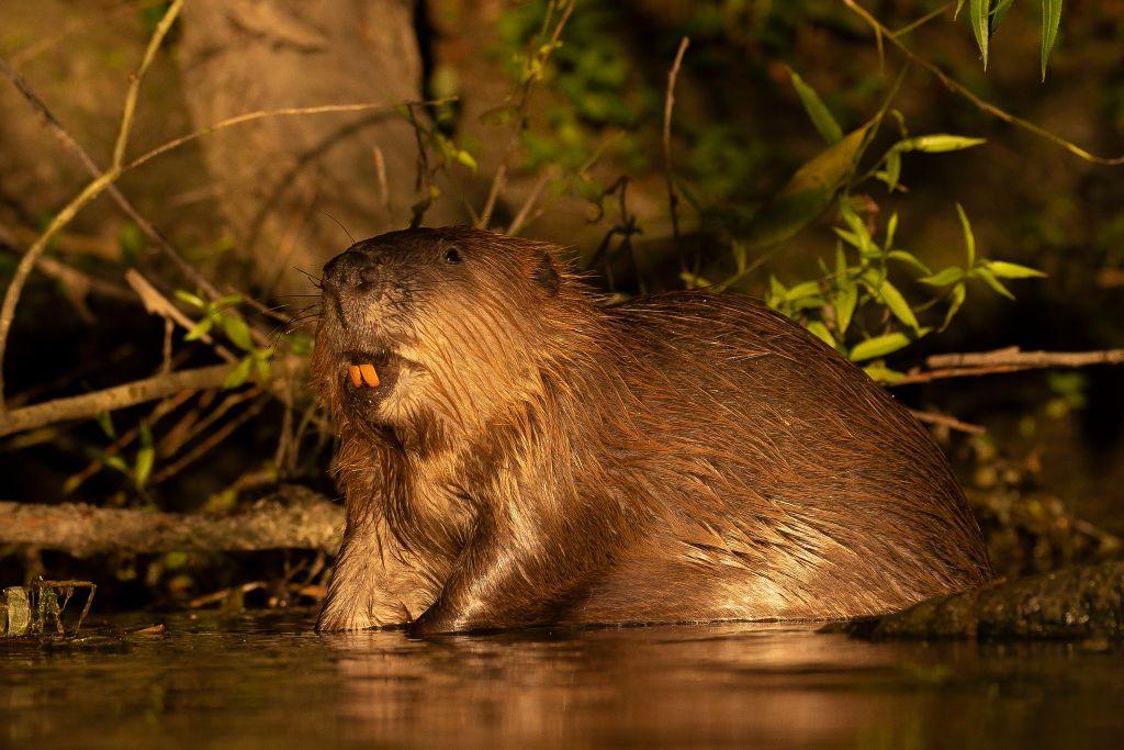 beaver in water. 