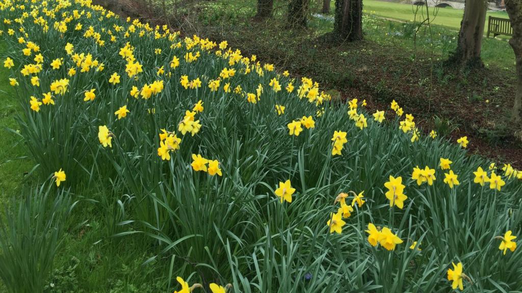 Daffodils in Cambridge