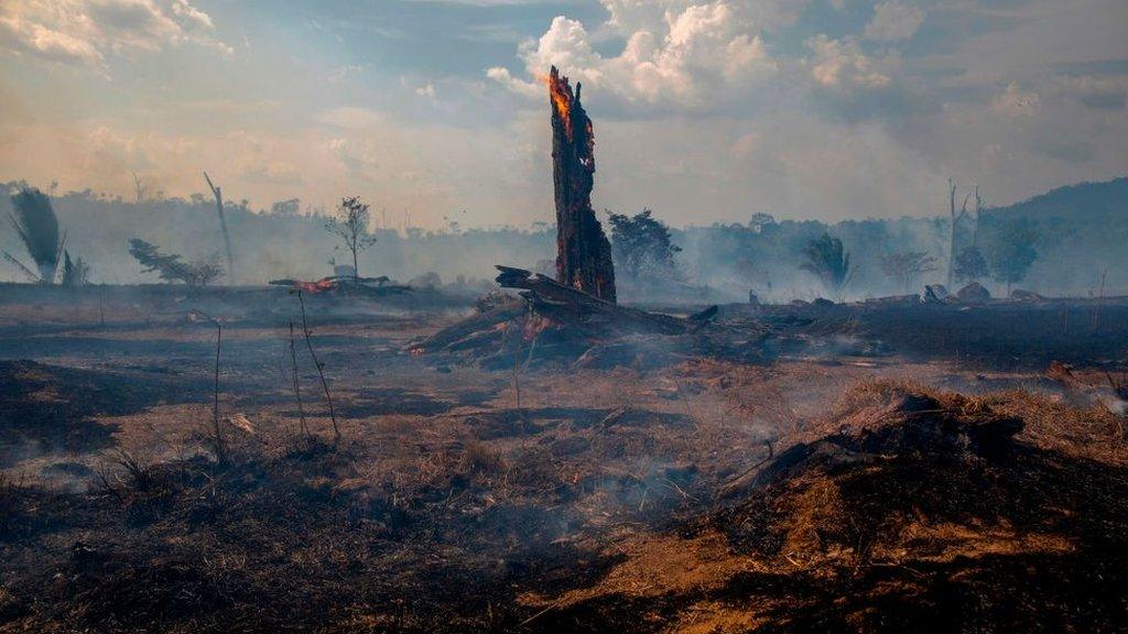 A-burnt-out-tree-trunk-in-the-Amazon-rainforest.