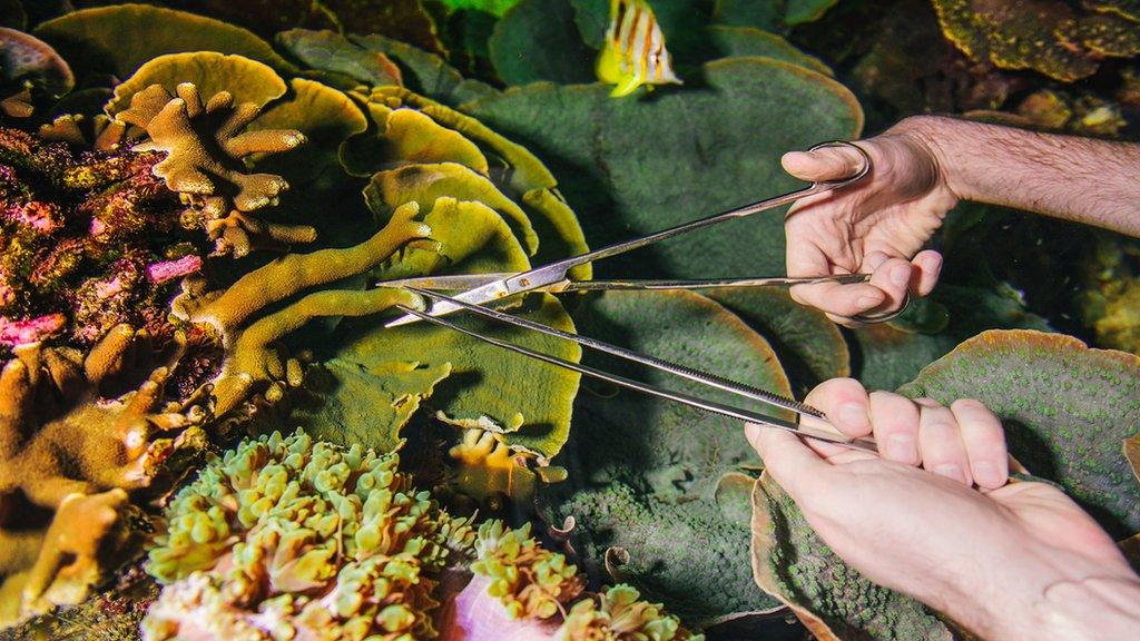 trimming coral