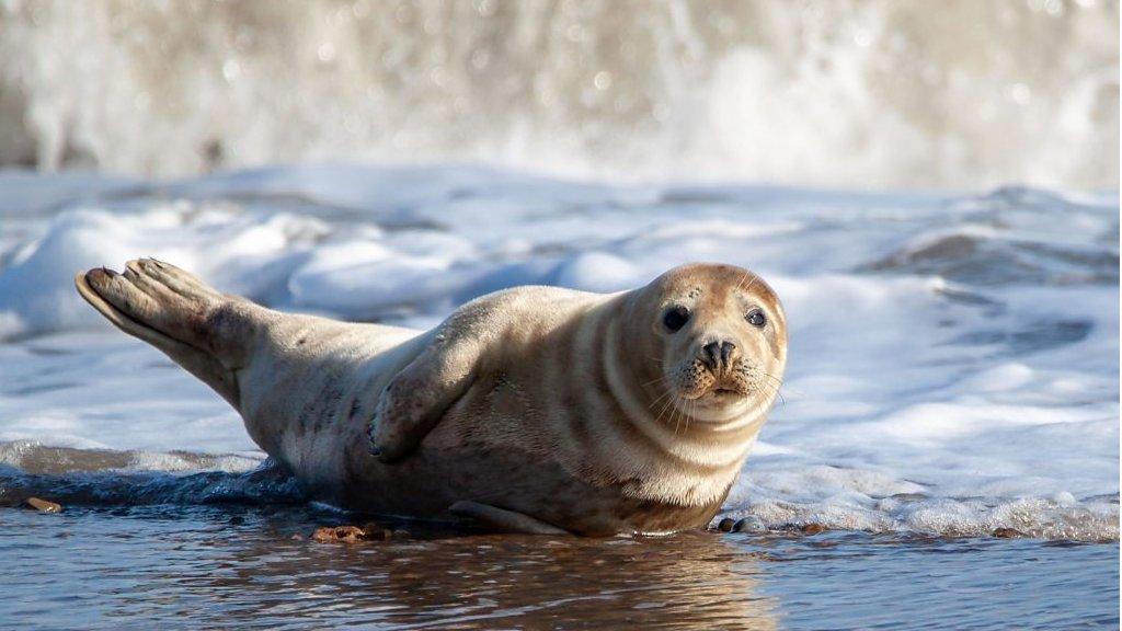 Newborn seal