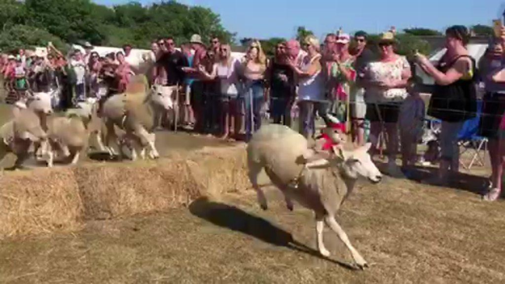 Sheep racing