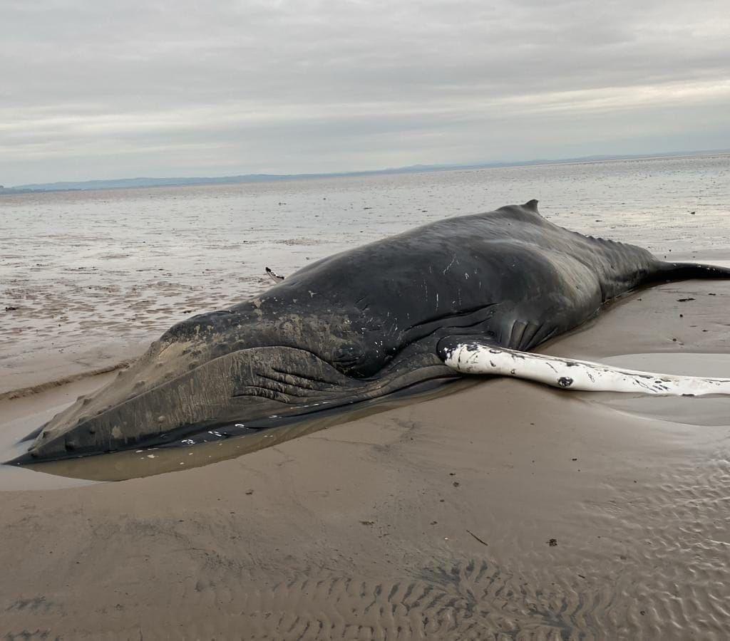 A humpback whale lies stranded on the shore in the south of Scotland