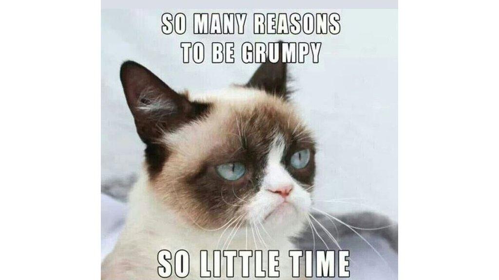 grumpy cat meme.