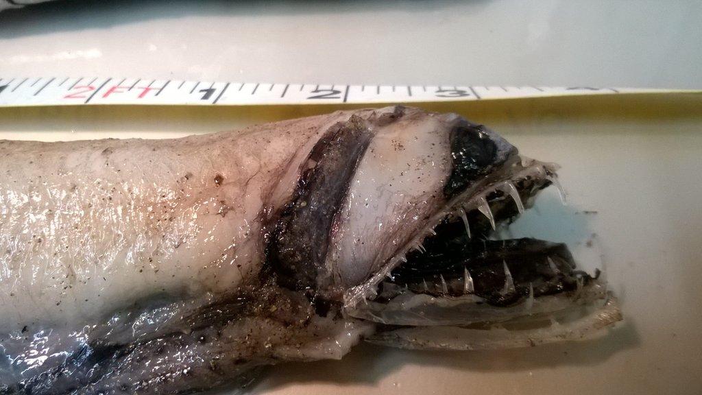 Sloanes viperfish