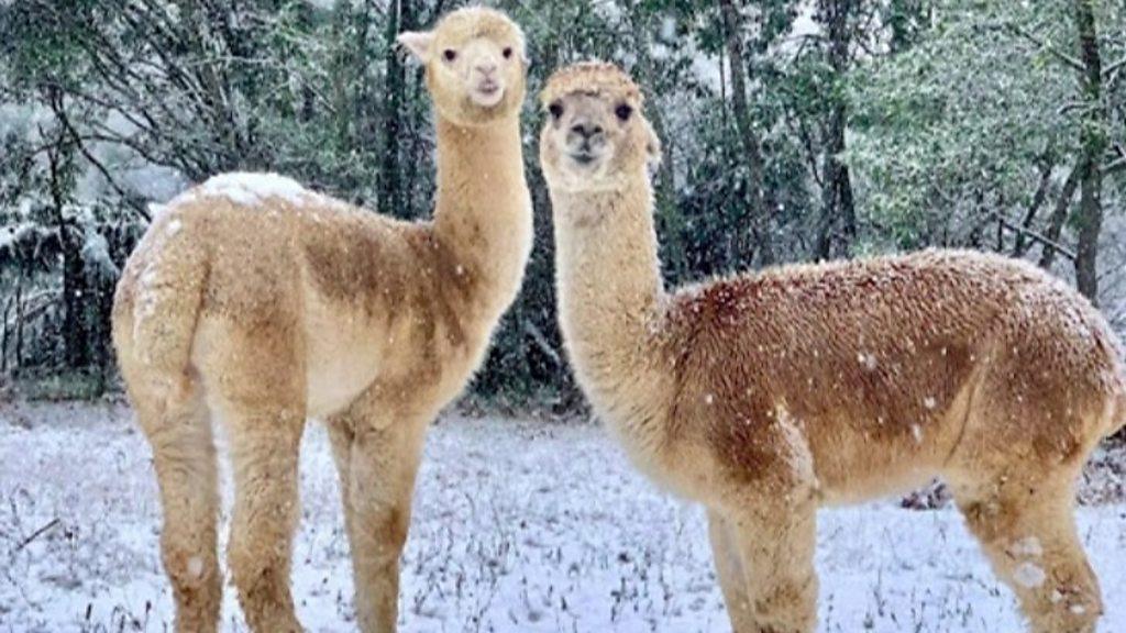 Alpacas in the snow