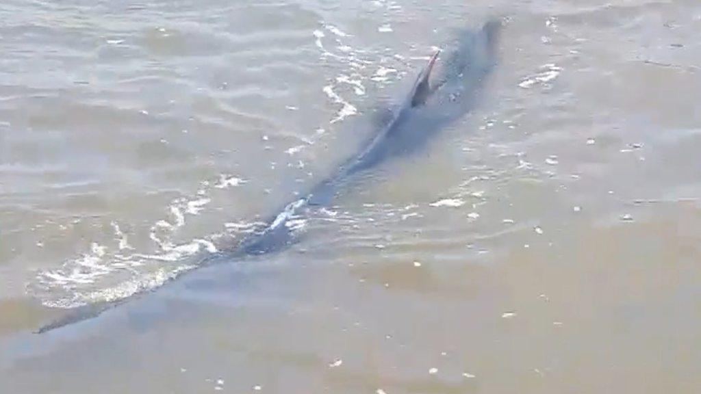 The young fin whale was spotted in a river near King's Lynn.